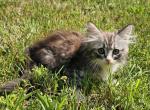 Siberian kitten SiberianHunter - Siberian Kitten For Sale - White Plains&comma; NY&comma; US