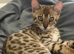 Freckle - Bengal Kitten For Sale - Las Vegas&comma; NV&comma; US