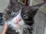 Oxy - Maine Coon Kitten For Sale - Brooklyn&comma; NY&comma; US