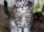 Luna - Maine Coon Kitten For Sale - Brooklyn&comma; NY&comma; US