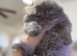 Lady Gaga Scottish fold longhair - Scottish Fold Kitten For Sale - 