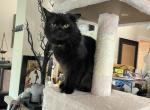 Wednesday - Persian Cat For Sale - Federal Way&comma; WA&comma; US