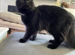 Wednesday - Persian Kitten For Sale - 