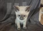 Molly blue point female - Siamese Kitten For Sale - Eugene&comma; OR&comma; US