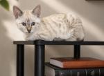 Dimple - Bengal Kitten For Sale - Las Vegas&comma; NV&comma; US