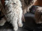 precious pearl - Persian Kitten For Sale - 