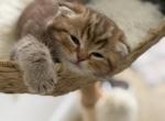 Alvin Scottish Fold male - Scottish Fold Kitten For Sale - 