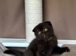 Nala - Scottish Fold Kitten For Sale - 