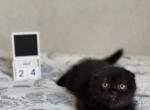 Nelson - Scottish Fold Kitten For Sale - 