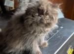 choco fem - Persian Kitten For Sale - 