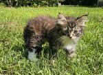Siberian kitten Siberian Hunter - Siberian Kitten For Sale - White Plains&comma; NY&comma; US