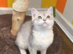 Sky - British Shorthair Kitten For Sale - Queens&comma; NY&comma; US