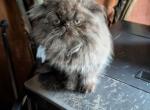 choco male - Persian Kitten For Sale - 