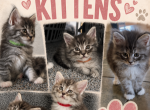 Maine coon kittens 1Male 3 female's - Maine Coon Kitten For Sale - Marysville&comma; WA&comma; US