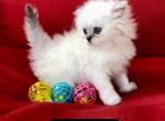 Kitten 1 Everest & Lyric Litter Himalayan Persians - Himalayan Kitten For Sale - Quincy&comma; IN&comma; US