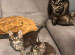 Rolo - Maine Coon Kitten For Sale - 