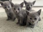 1st Russian Blue litter - Russian Blue Kitten For Sale - Fairfax&comma; VA&comma; US