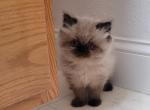 George - Himalayan Kitten For Sale - IL&comma; US