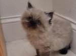 George - Himalayan Kitten For Sale - IL&comma; US