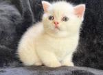 Butterscotch - Persian Kitten For Sale - Saint Johnsbury&comma; VT&comma; US