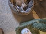 Half Siamese ready now - Siamese Kitten For Sale - Charlotte&comma; NC&comma; US