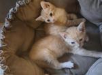 Half Siamese ready now - Siamese Kitten For Sale - Charlotte&comma; NC&comma; US