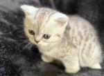 Dusty - Persian Kitten For Sale - Saint Johnsbury&comma; VT&comma; US