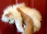 Kitten 2 Everest & Lyric Litter Himalayan - Himalayan Kitten For Sale - Quincy&comma; IN&comma; US