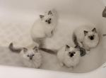 No name - Ragdoll Kitten For Sale - Cleveland&comma; OH&comma; US