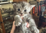 Astrids - Maine Coon Kitten For Sale - 