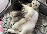 Scottish Fold and Straight Litter - Scottish Fold Kitten For Sale - Federal Way&comma; WA&comma; US