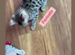 Bengal kitten  charcoal Silver  female - Bengal Kitten For Sale - IL&comma; US