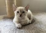 Luca Brasi - Domestic Kitten For Sale - New Rochelle&comma; NY&comma; US