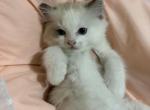 Beauty - Ragdoll Kitten For Sale - 