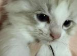Persephone - Ragdoll Kitten For Sale - 