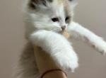 Spots - Ragdoll Kitten For Sale - Ridgewood&comma; NJ&comma; US