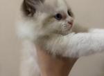 Kingston - Ragdoll Kitten For Sale - Ridgewood&comma; NJ&comma; US