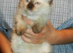 Seal Point Boy - Ragdoll Kitten For Sale - Souderton&comma; PA&comma; US