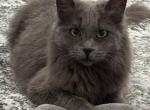 Fiona - Domestic Cat For Adoption - Sun City&comma; AZ&comma; US