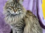 Tinker Bell - Siberian Cat For Sale/Retired Breeding - Ellerbe&comma; NC&comma; US