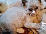 Fancy kittens - Siamese Kitten For Sale - Carrollton&comma; TX&comma; US