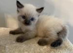 Milo - Ragdoll Kitten For Sale - Sun City&comma; AZ&comma; US