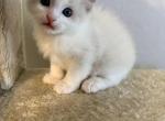 Teddy - Ragdoll Kitten For Sale - Sun City&comma; AZ&comma; US