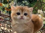 Golden - British Shorthair Kitten For Sale - 