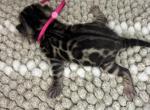 DaisysLitter - Bengal Kitten For Sale - Natchitoches&comma; LA&comma; US