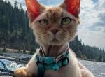 Thomas&lowbar;J - Devon Rex Cat For Sale - Spokane&comma; WA&comma; US