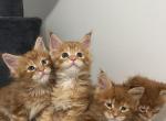 Polydactyl kittens - Maine Coon Kitten For Sale - 