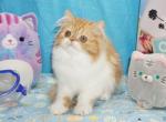 Red Tabby and White female - Persian Kitten For Sale - CA&comma; US
