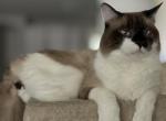 Luis - Ragdoll Cat For Sale - Sun City&comma; AZ&comma; US