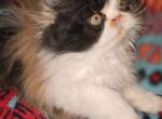 Bijoux Rouge Persians & Exotics - Exotic Kitten For Sale - Cleveland&comma; TX&comma; US